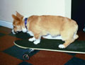 Murphy "The Dog"
